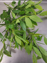 Load image into Gallery viewer, Bay leaves

