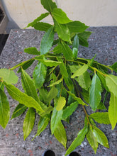 Load image into Gallery viewer, Bay leaves
